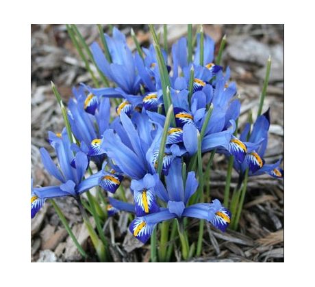Iris - Reticulata harmony / 10ks v balení