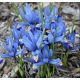 Iris reticulata - harmony / 10ks v balení