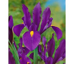 Iris hollandica - Purple Sensation / 10ks v balení