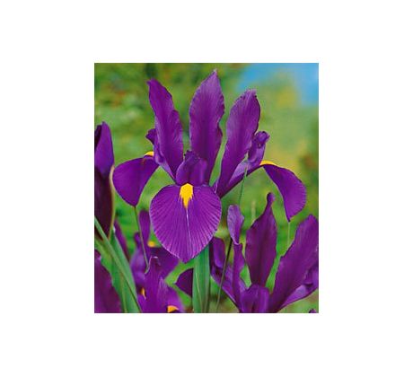 Iris hollandica - Purple Sensation / 10ks v balení