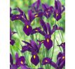 Iris hollandica - Purple Sensation / 10ks v balení
