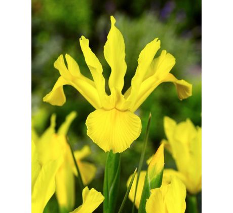 Iris hollandica - Royal Yellow / 10ks v balení