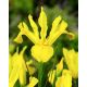Iris hollandica - Royal Yellow / 10ks v balení