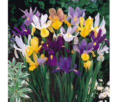 Iris hollandica - mixed / 10ks v balení