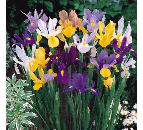 Iris hollandica - mixed / 10ks v balení