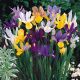 Iris hollandica - mixed / 10ks v balení