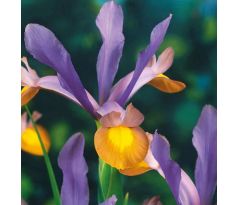 Iris hollandica - Frans Hals / 10ks v balení