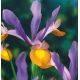 Iris hollandica - Frans Hals / 10ks v balení