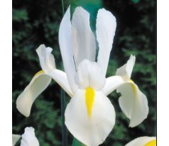 Iris hollandica - White van Vliet / 10ks v balení