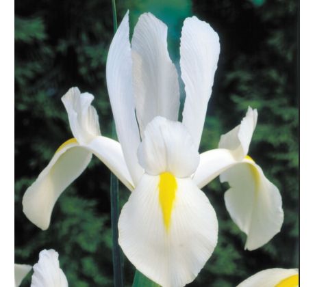Iris hollandica - White van Vliet / 10ks v balení