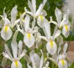 Iris hollandica - White van Vliet / 10ks v balení
