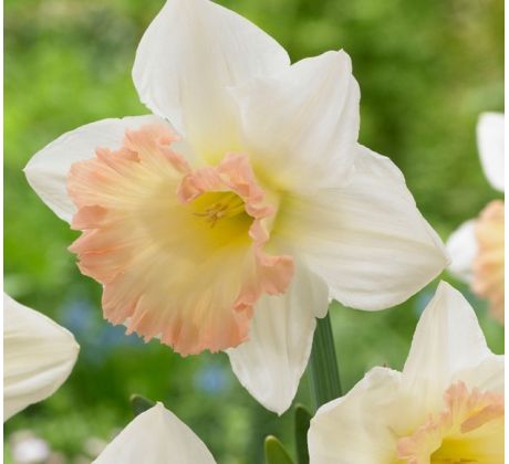 Narcissus - British Gamble