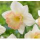 Narcissus - British Gamble / 3ks v balení