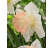 Narcissus - British Gamble