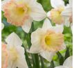 Narcissus - British Gamble