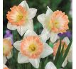 Narcissus - British Gamble