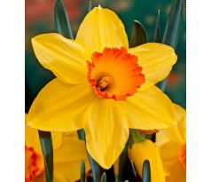 Narcissus - Red Devon