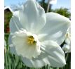 Narcissi - Stainless