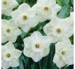 Narcissi - Stainless