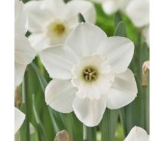 Narcissi - Stainless