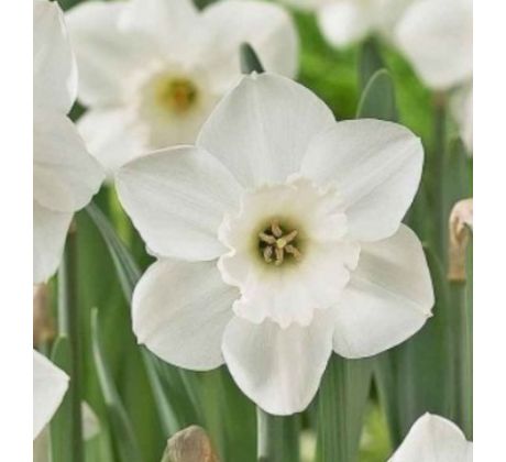 Narcissi - Stainless