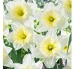 Narcissus - Ice Follies / 4ks v balení