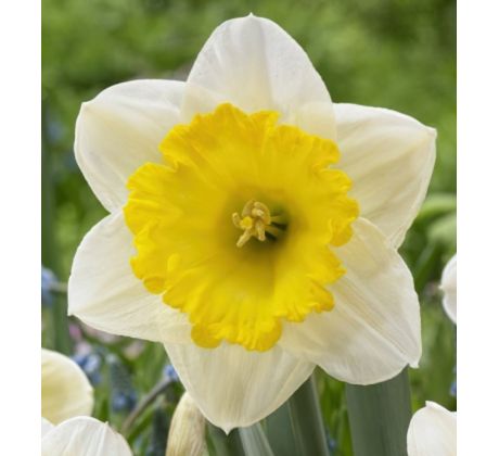 Narcissus - Ice Follies / 4ks v balení