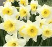 Narcissus - Ice Follies / 4ks v balení
