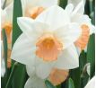 Narcissus  - Salome / 5ks v balení