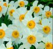 Narcissus  - Flower Record / 5ks v balení