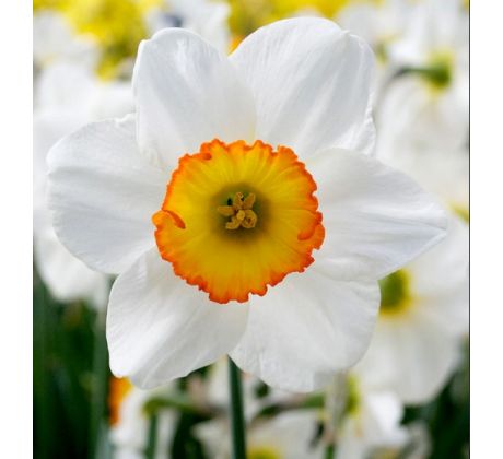 Narcissus  - Flower Record / 5ks v balení