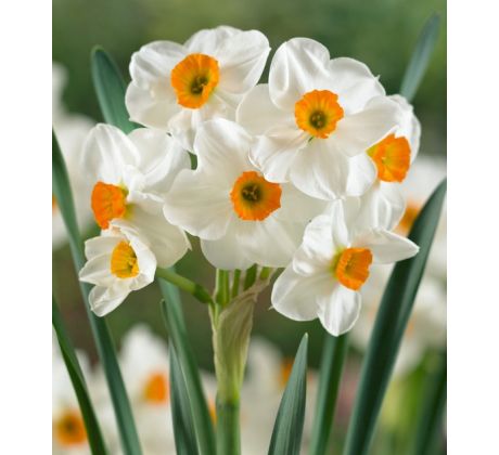 Narcissi Tazetta - Geranium / 5ks v balení