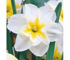 Narcissi - Lemon Beauty / 5ks v balení