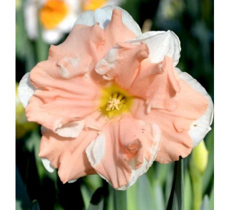 Narcissus - Apricot Whirl / 5 ks v balení