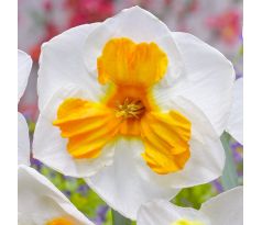 Narcissus - Tricollet / 5ks v balení