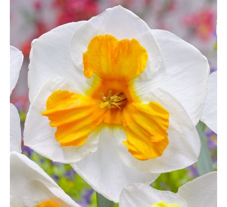 Narcissus - Tricollet / 5ks v balení