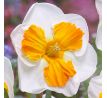 Narcissus - Tricollet / 5ks v balení