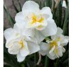Narcissus  - Cheerfulness / 5ks v balení