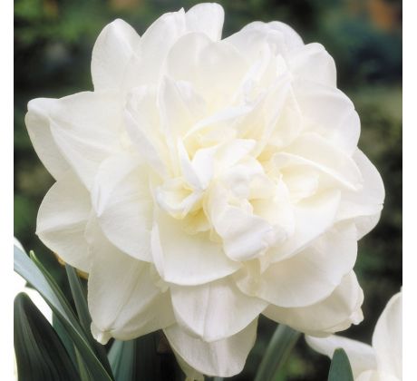 Narcissus - Obdam / 5ks v balení