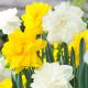 Narcissus Double - Duo White & Yellow / 6ks v balení