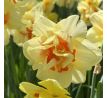 Narcissus  - Tahity / 5ks v balení
