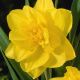 Narcissus - Golden Ducat / 5ks v balení