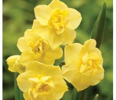 Narcissus  - Yellow Cheerfulness / 5ks v balení