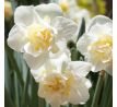 Narcissus  - White Lion / 5ks v balení