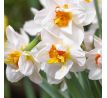 Narcissus - Flower Drift / 5ks v balení