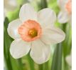 Narcissus cyclamineus - Iwona