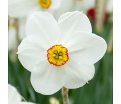 Narcissus poeticus - Actaea / 5ks v balení