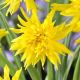 Narcissus - Rip van Winkle