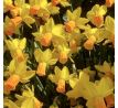 Narcissi Botanical - Cyclamineus Jetfire / 5ks v balení
