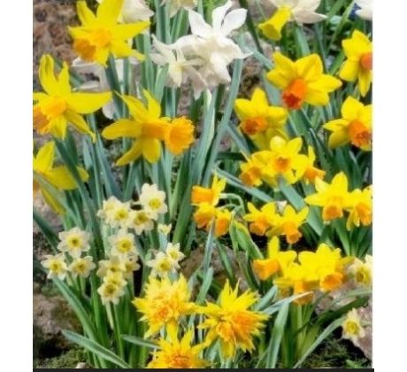 Narcissus - Dwarf/botanical mixed / 10ks v balení